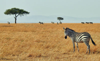 On a game reserve in South Africa, where you can exchange vows in the midst of wildlife and stunning landscapes.